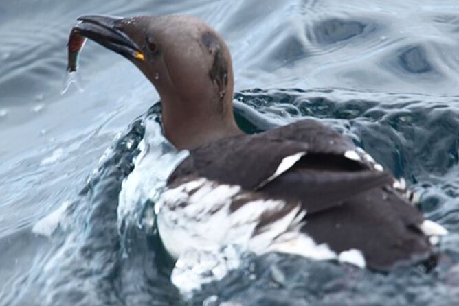 Honningsvåg Shore Bird Safari Adventure - The 11 a.m. start in Honningsvåg