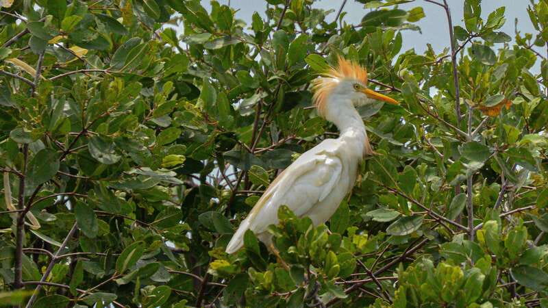 Huatulco: Ecotour with Crocodiles & migrating birds - Six things to know before you go