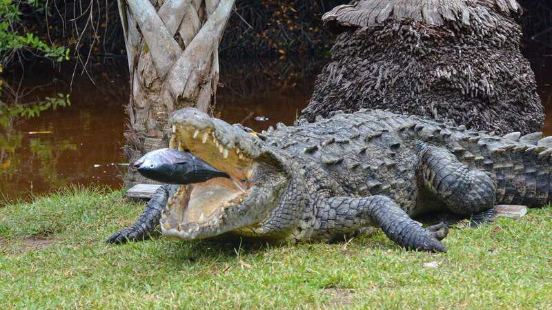 Huatulco: Ecotour with Crocodiles & migrating birds - Thirty minutes at Zipolite Beach