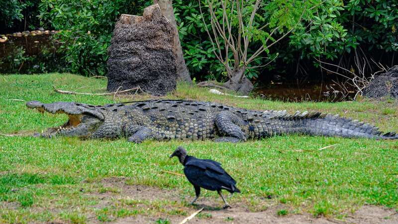 Huatulco: Ecotour with Crocodiles & migrating birds - Puerto Angel and Estacahuite Beach close the day