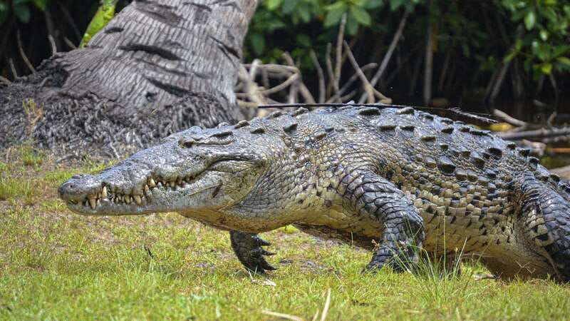 Huatulco: Ecotour with Crocodiles & migrating birds - Who will enjoy this outing most