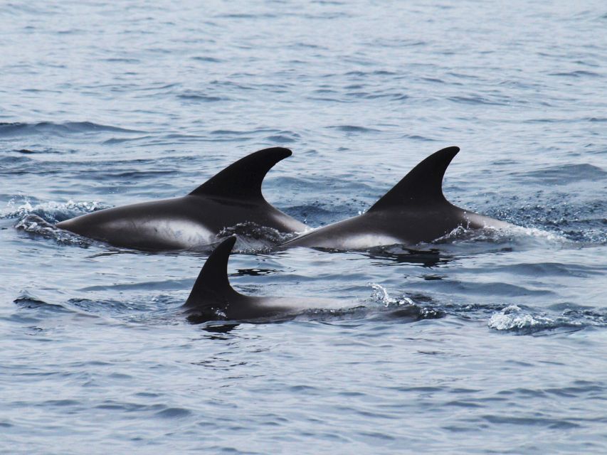 Húsavík: Big Whales and Puffin Island Speedboat Tour - Who should book this Húsavík speedboat tour?