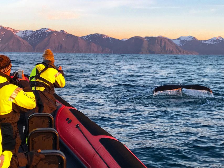 Húsavík: Big Whales and Puffin Island Speedboat Tour - Why Húsavík is a strong place for whale watching
