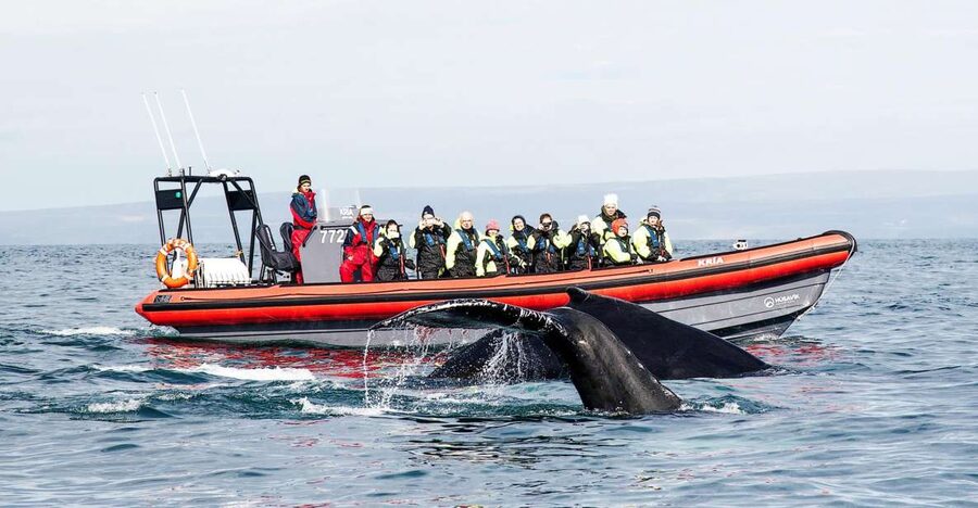 Húsavík: Big Whales and Puffin Island Speedboat Tour - Lundey, the island where puffins gather
