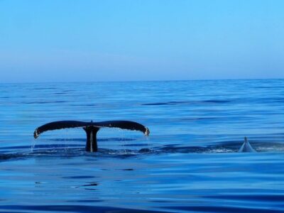 Big Whales and Puffin Island Speedboat Tour