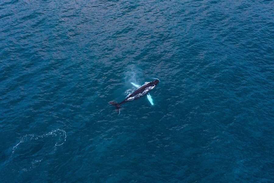Húsavík: Big Whales and Puffin Island Speedboat Tour - Whale watching with room to see