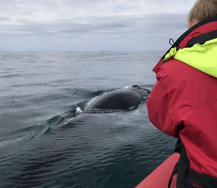 Húsavík: Big Whales and Puffin Island Speedboat Tour - Guides, captains, and the quality of the explanation