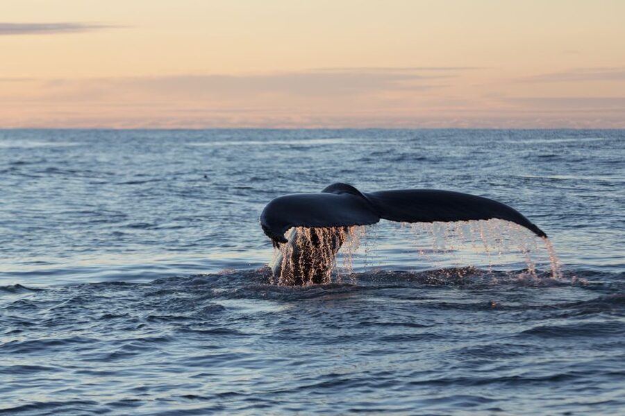 Húsavík: Big Whales and Puffin Island Speedboat Tour - Comfort, motion, and what to wear