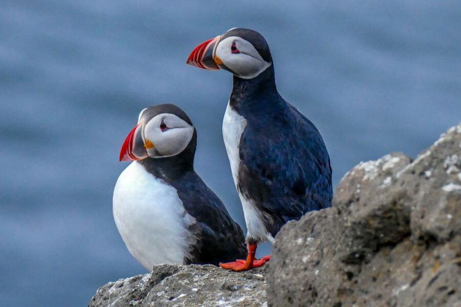 Húsavík: Big Whales and Puffin Island Speedboat Tour - Is $198 a fair price?
