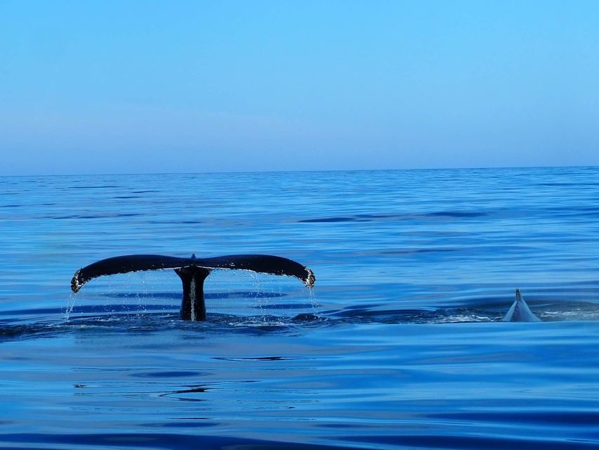 Húsavík: Big Whales and Puffin Island Speedboat Tour - What the two-hour trip feels like