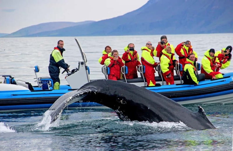 Húsavík: Original Big Whale Safari & Puffins by Speedboat - Key points at a glance