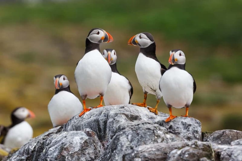 Húsavík: Original Big Whale Safari & Puffins by Speedboat - Practical booking advice