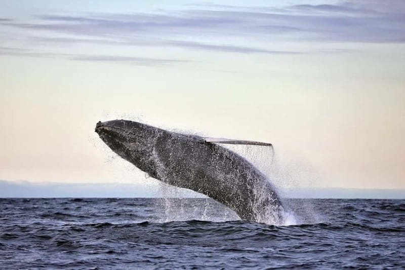 Húsavík: Original Big Whale Safari & Puffins by Speedboat - Why the RIB makes a difference in Húsavík
