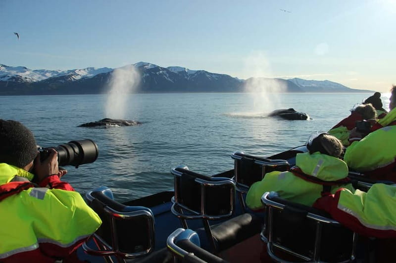 Húsavík: Original Big Whale Safari & Puffins by Speedboat - Puffin Island between April and August