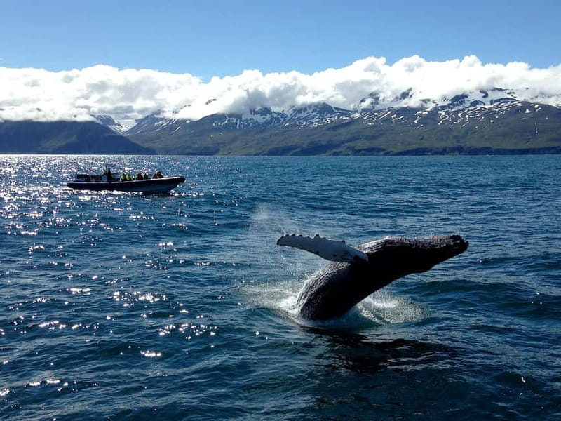 Húsavík: Original Big Whale Safari & Puffins by Speedboat - What the ride feels like in real Icelandic weather