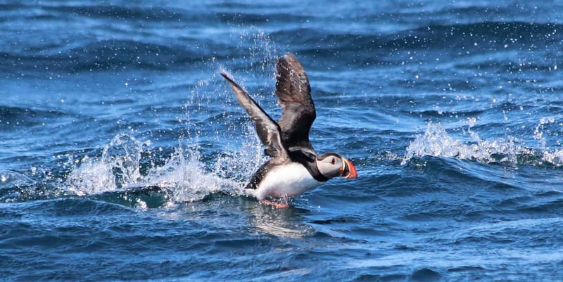 Húsavík: Original Big Whale Safari & Puffins by Speedboat - The guides and captain matter