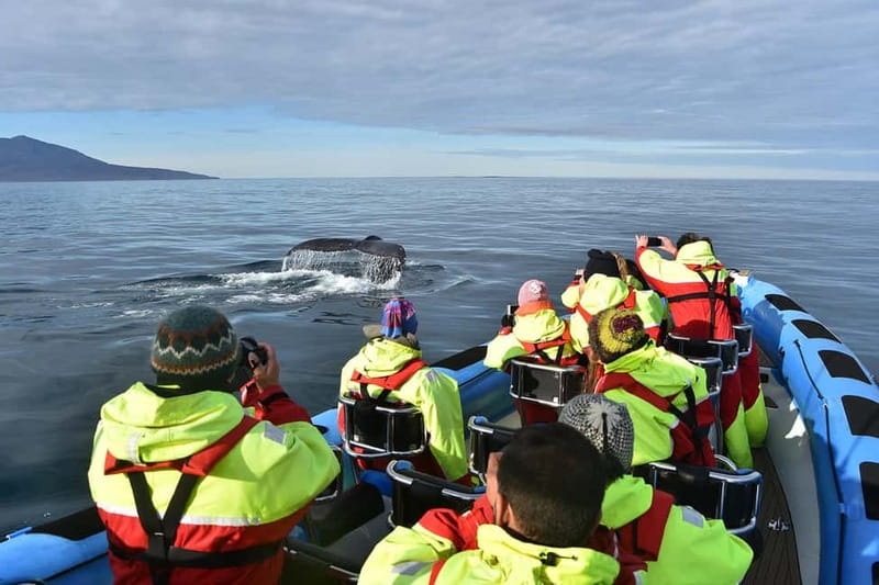 Húsavík: Original Big Whale Safari & Puffins by Speedboat - What you may see, and what you may miss