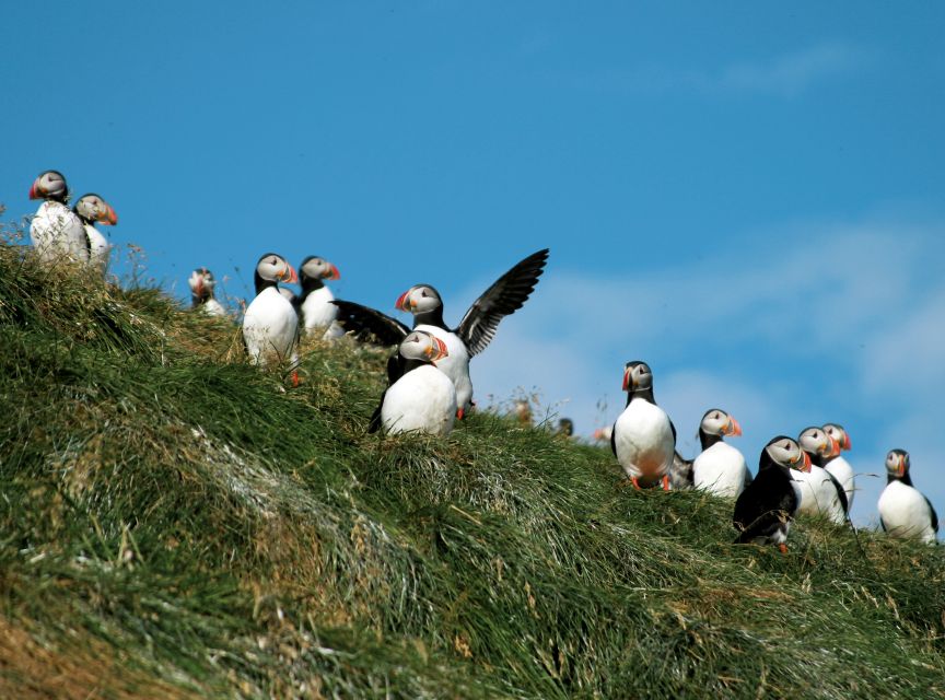 Húsavík: Whale-Watching Cruise and Puffins Guided Tour - Should you book it?