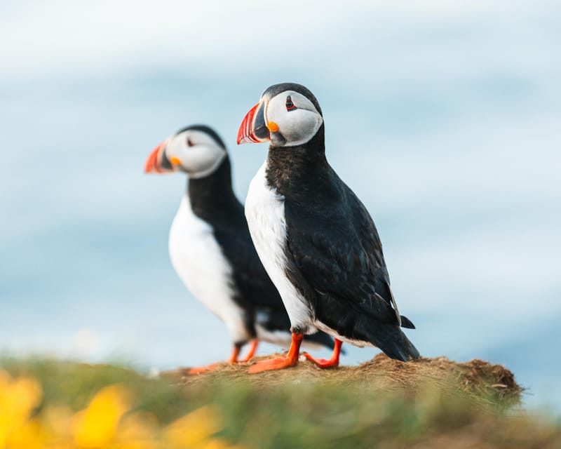 Húsavík: Whale-Watching Cruise and Puffins Guided Tour - Setting out from Húsavík on an oak boat