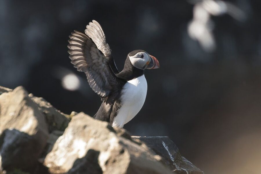 Húsavík: Whale-Watching Cruise and Puffins Guided Tour - Puffin Island and the limits of close views
