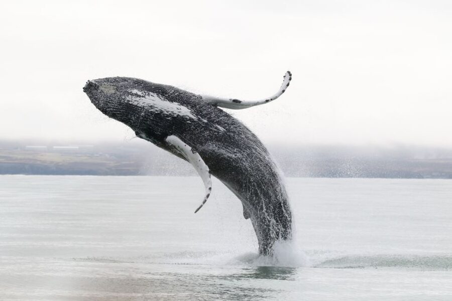 Húsavík: Whale-Watching Cruise and Puffins Guided Tour - The guide’s commentary while you wait