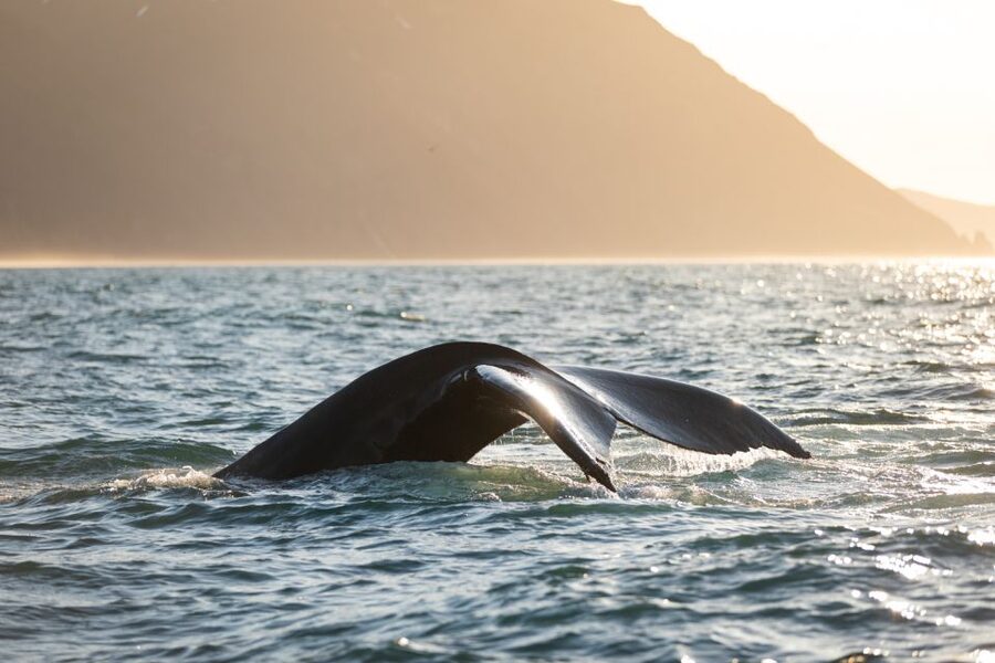 Húsavík: Whale-Watching Cruise and Puffins Guided Tour - Staying warm when the Atlantic turns rough