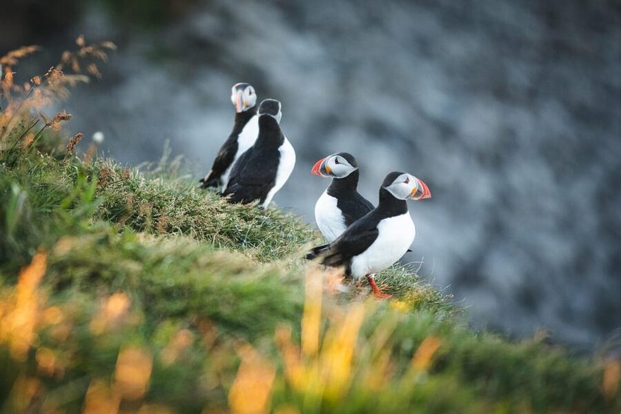 Húsavík: Whale-Watching Cruise and Puffins Guided Tour - Hot chocolate, cinnamon buns, and the ride home