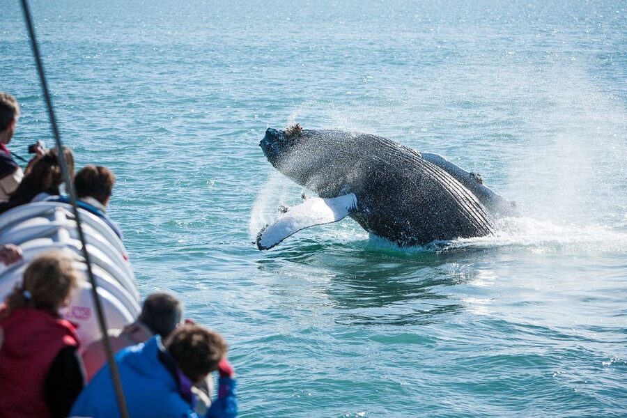Húsavík: Whale-Watching Cruise and Puffins Guided Tour - Is $135 a fair price?