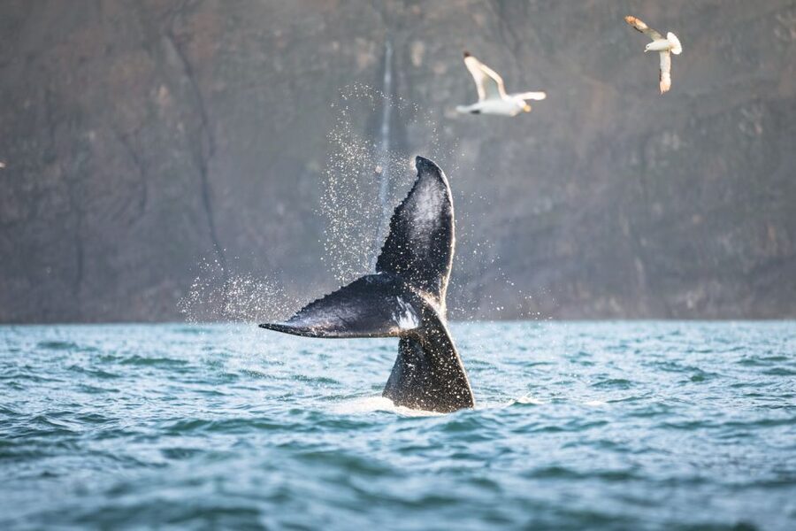Húsavík: Whale-Watching Cruise and Puffins Guided Tour - Who should choose this Húsavík cruise?