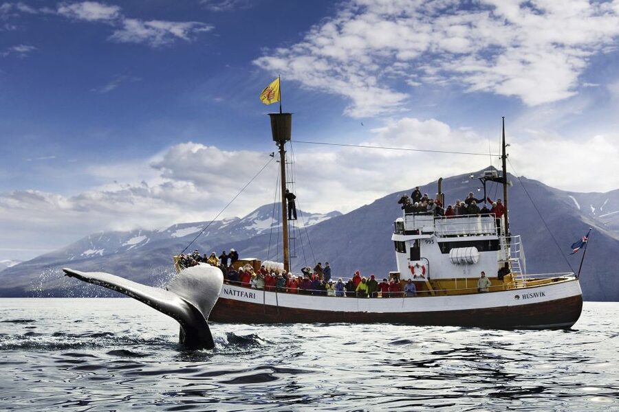 Húsavík: Whale-Watching Cruise and Puffins Guided Tour - The long search across Skjálfandi Bay