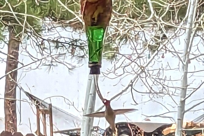 Hydro Dipped Hummingbird Feeder - Key points at a glance