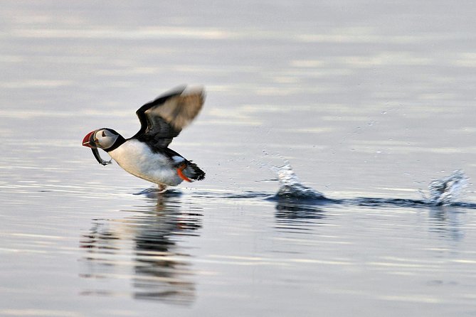 Iceland Super Saver: Puffin Cruise plus Whale-Watching Tour from Reykjavik - The whale cruise across Faxaflói Bay