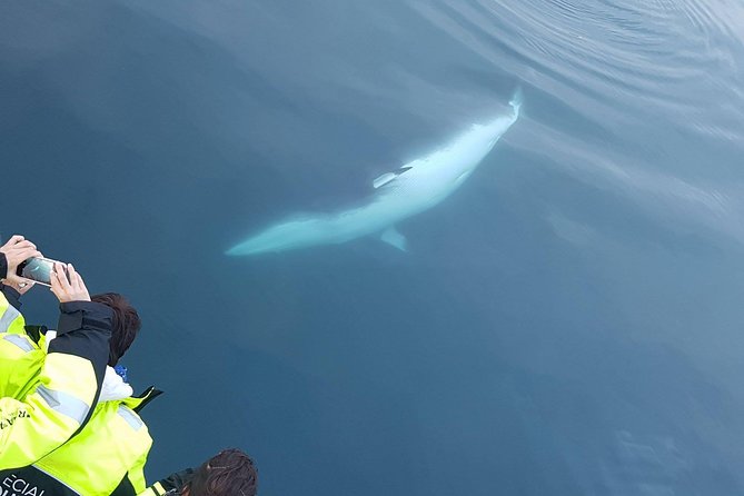 Iceland Super Saver: Puffin Cruise plus Whale-Watching Tour from Reykjavik - Puffins around Akurey