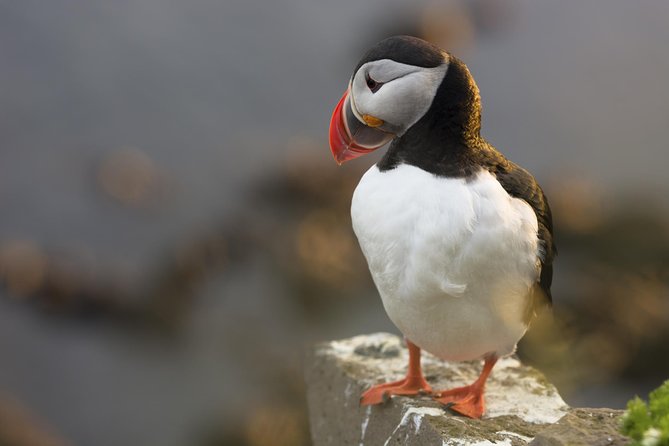 Iceland Super Saver: Puffin Cruise plus Whale-Watching Tour from Reykjavik - Which half is the better value?