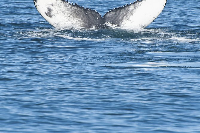 Iceland Super Saver: Puffin Cruise plus Whale-Watching Tour from Reykjavik - What the day feels like in practice