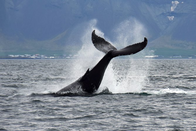 Iceland Super Saver: Puffin Cruise plus Whale-Watching Tour from Reykjavik - Should you book the Iceland Super Saver?