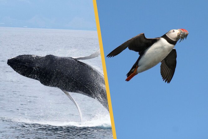 Iceland Super Saver: Puffin Cruise plus Whale-Watching Tour from Reykjavik - Warm overalls, rough water, and seasickness