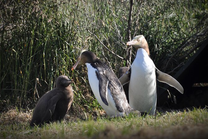 Iconic Wildlife Tour with Yellow Eyed Penguins & Royal Albatross - Key points at a glance