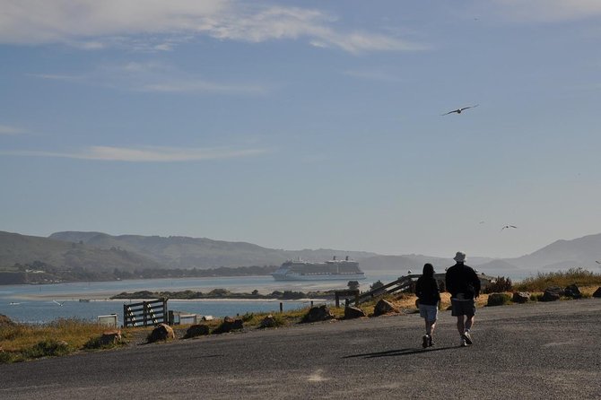 Iconic Wildlife Tour with Yellow Eyed Penguins & Royal Albatross - Why this Dunedin wildlife day works so well