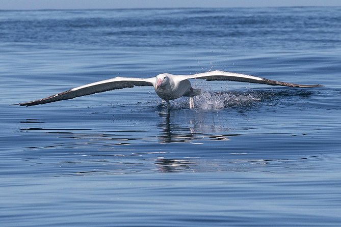 Iconic Wildlife Tour with Yellow Eyed Penguins & Royal Albatross - Meeting yellow-eyed penguins at the private reserve