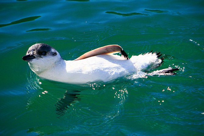 Iconic Wildlife Tour with Yellow Eyed Penguins & Royal Albatross - The Otago Peninsula drive is part of the attraction