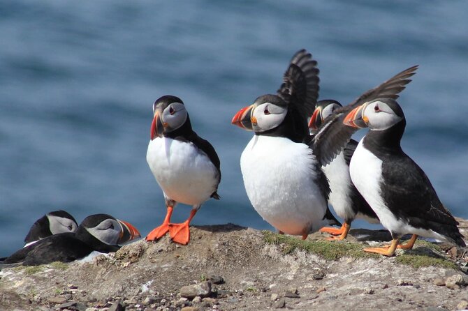 Inner Farne National Trust Bird Sanctuary - 3 hr trip to the Farne Islands - Key points before you book