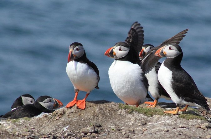 Inner Farne National Trust Bird Sanctuary - 3 hr trip to the Farne Islands - What the $41.63 price really covers
