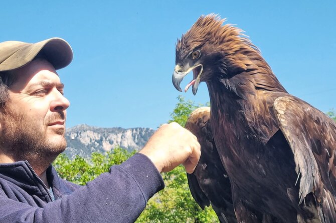 Interactive Educational Course on Birds of Prey - Key Details Before You Go