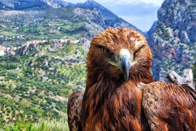 Interactive Educational Course on Birds of Prey - Why This Is More Than a Bird Photo Stop