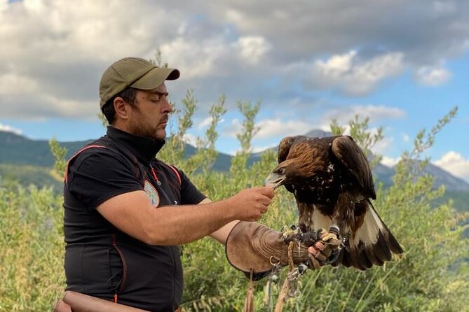 Interactive Educational Course on Birds of Prey - Meeting Five Birds of Prey