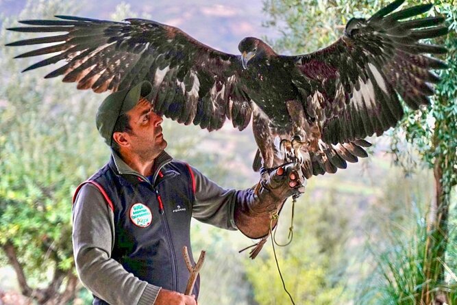Interactive Educational Course on Birds of Prey - The Pollino Setting Near Civita