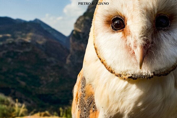 Interactive Educational Course on Birds of Prey - Arriving at Setteventi del Pollino