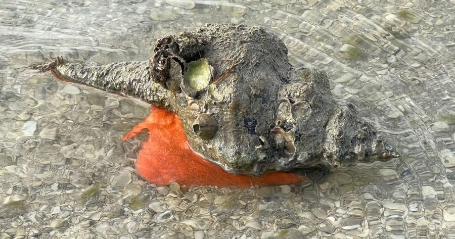 Island Paradise: Dolphin, Shelling, Birding Eco Boat Tour - Should You Book the Dolphin and Shelling Tour?