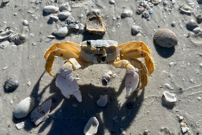 Island Paradise: Dolphin, Shelling, Birding Eco Boat Tour - Marco Island, Gulf water, and Cape Romano